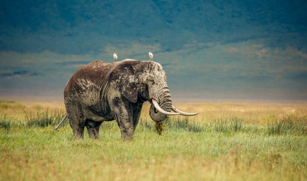 Large elephant eating grass in the Ngorongoro Crater, highlighting the rich wildlife and scenic beauty of Tanzania.