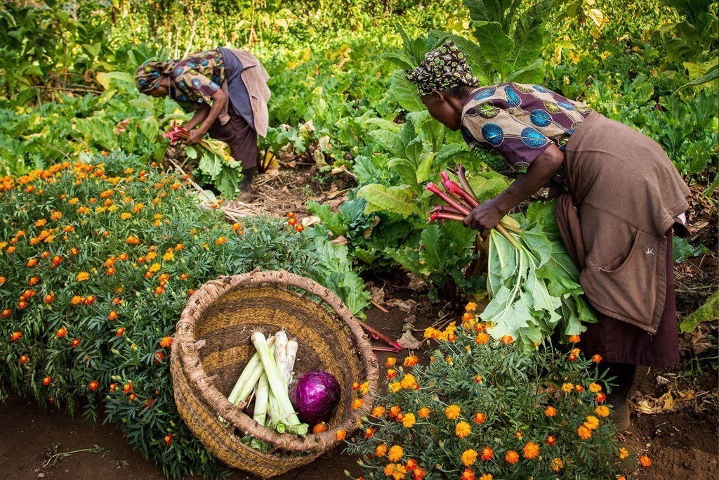 two women in gibb's farm harvesting vegetables promoting eco-tourism