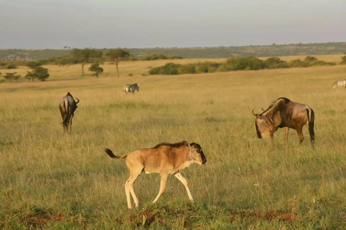 6 Day Serengeti Migration Calving Season Safari