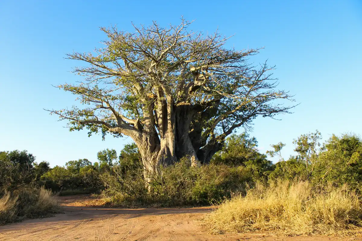 Tarangire Elephants