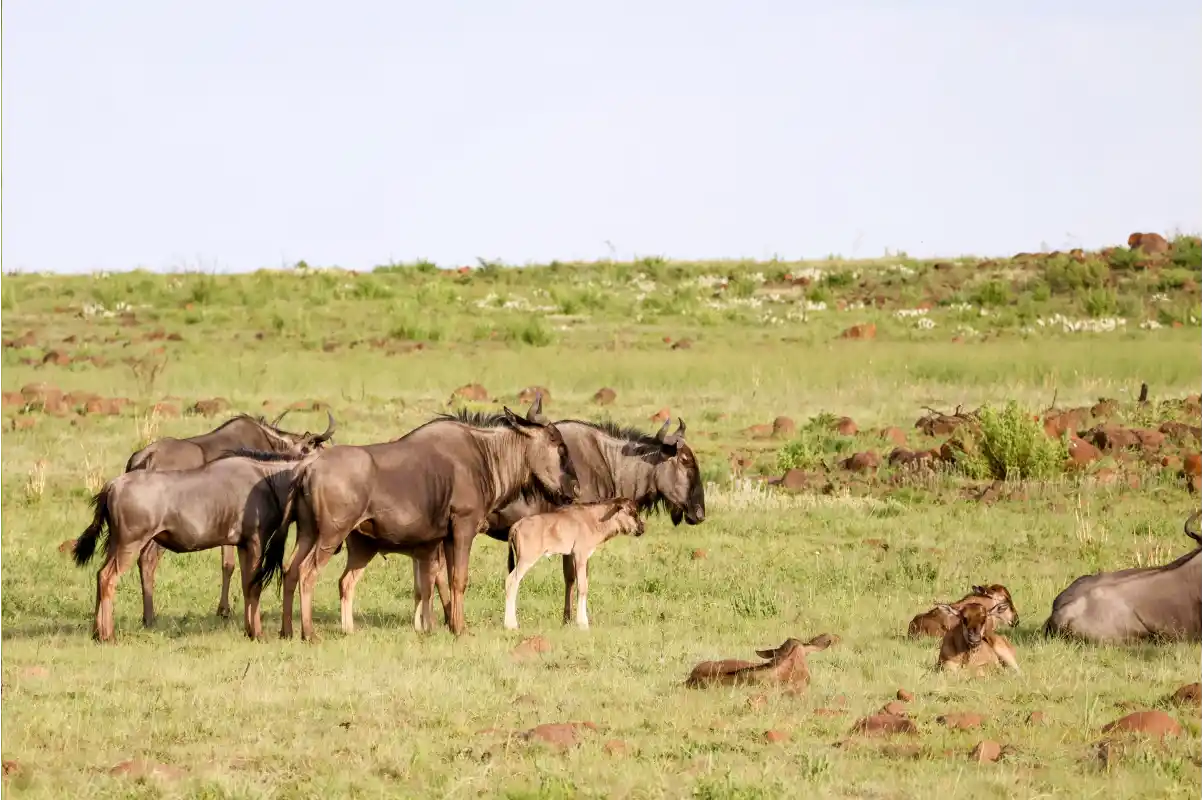 wildebeest calf with her mother in calving season