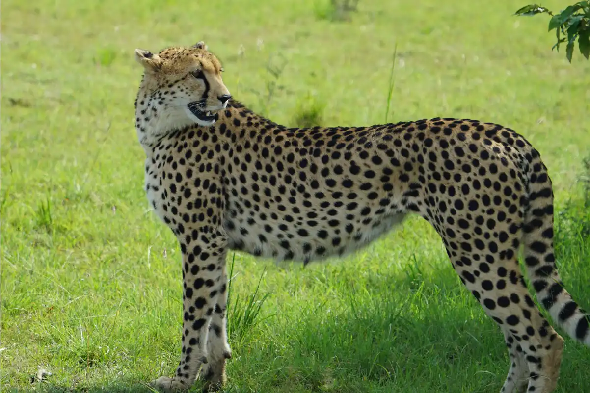 5-Day Luxury Tented Safari