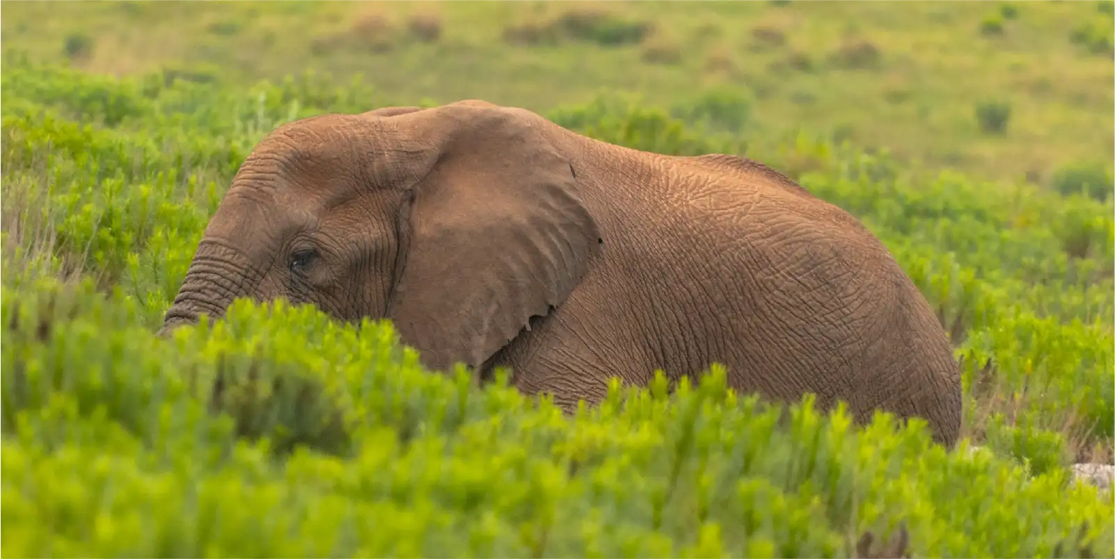 Ngorongoro Crater wildlife