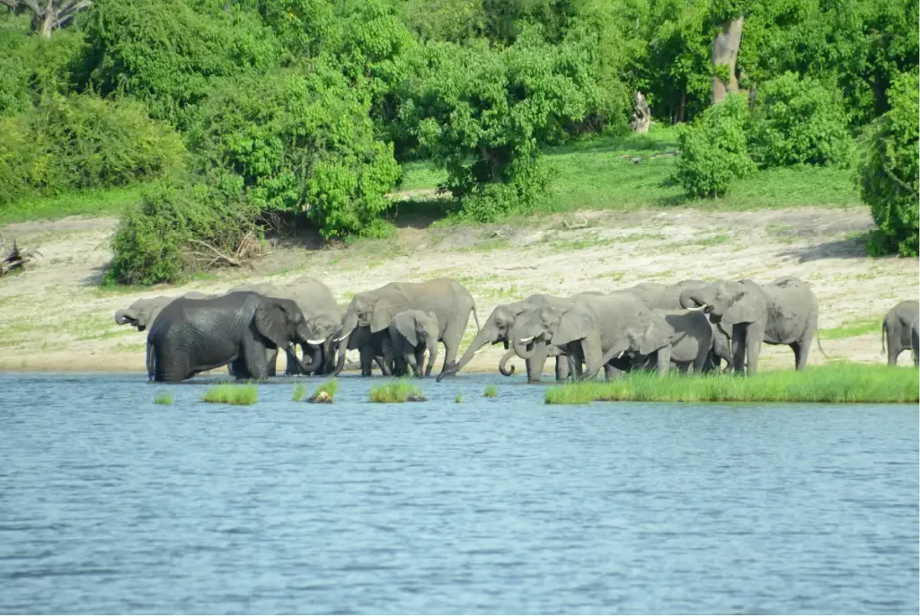 elephants drinking water in tarangire national park