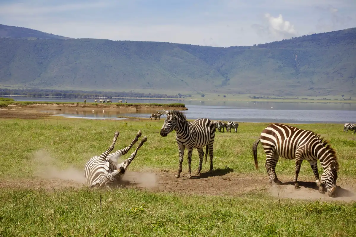 AFCON Ngorongoro Safari
