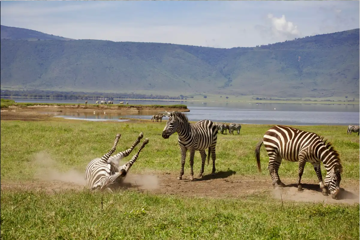 7-Day Northern Tanzania Safari