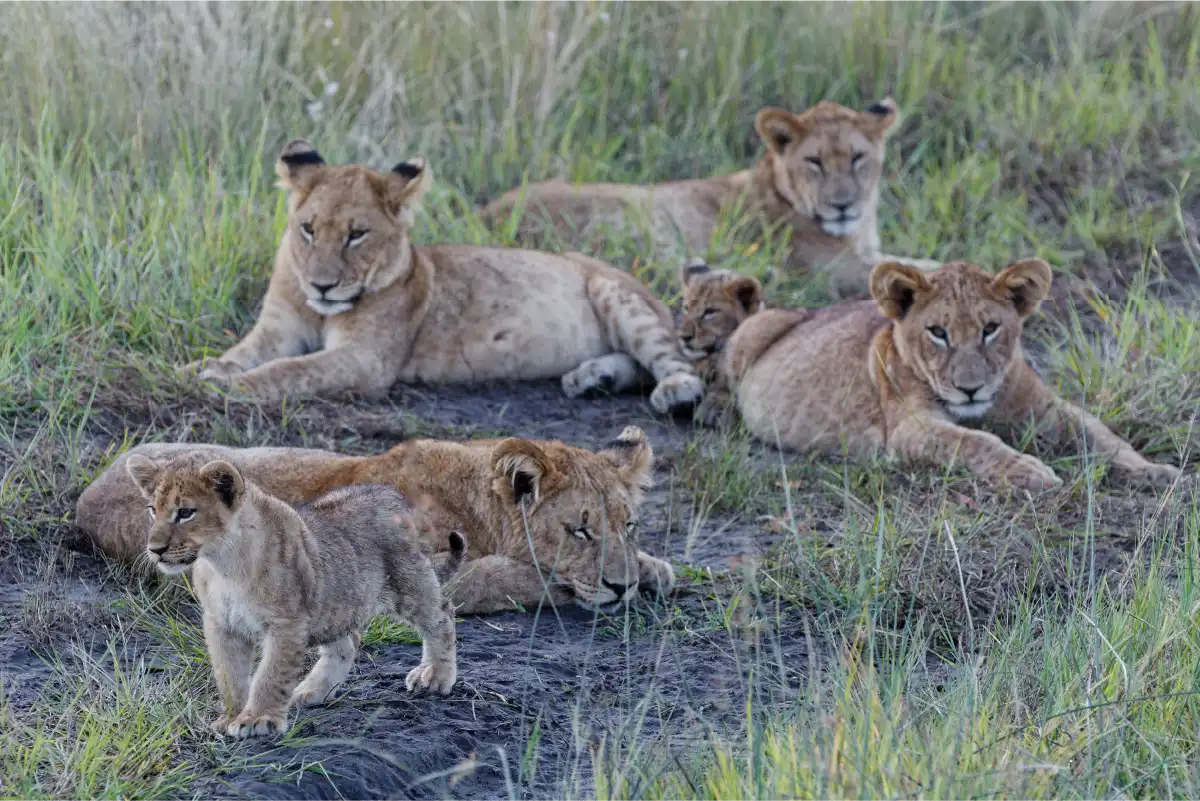 Serengeti National Park wildlife