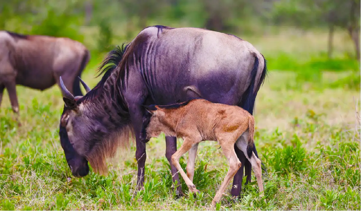 Wildebeest Calving Season Tanzania