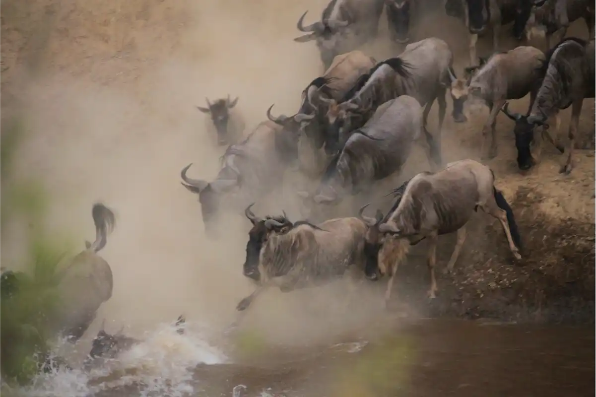 Serengeti Migration Safari