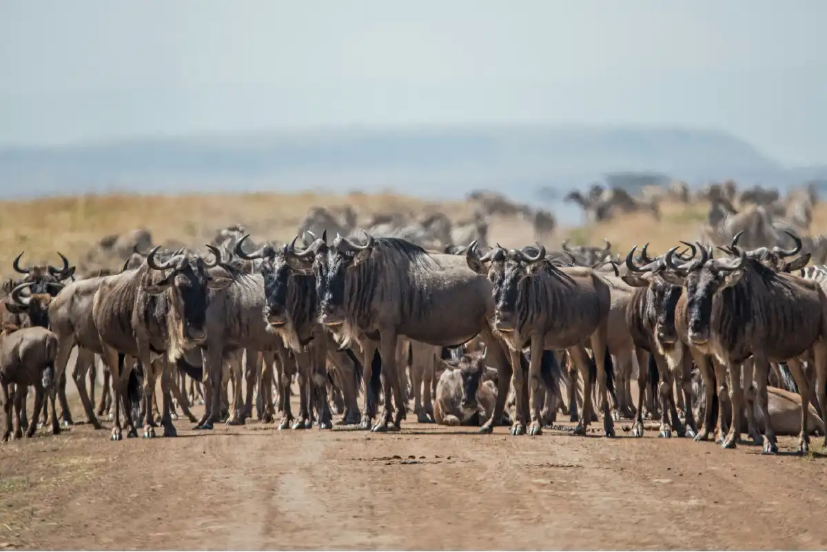 Serengeti Migration Safari