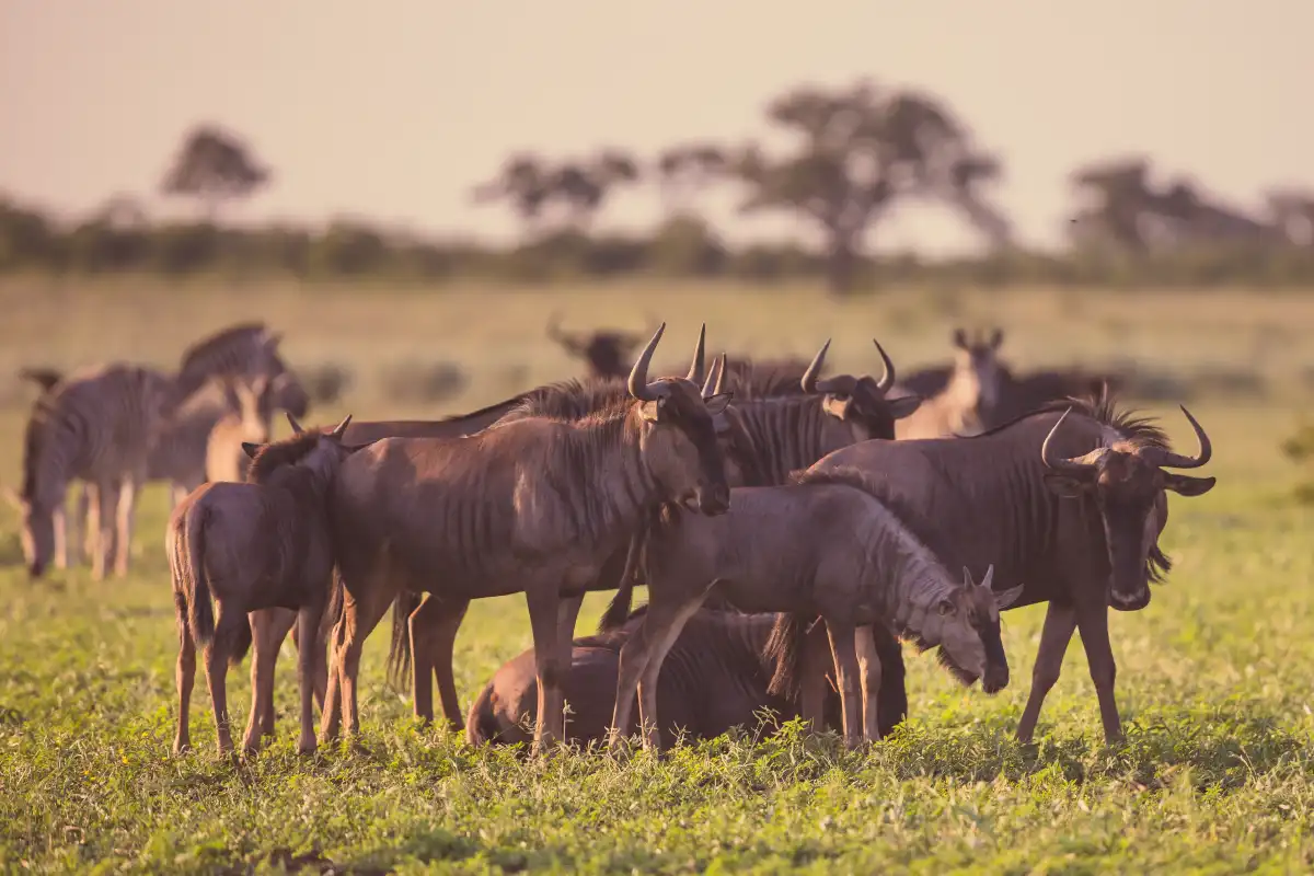 Great Migration Guide