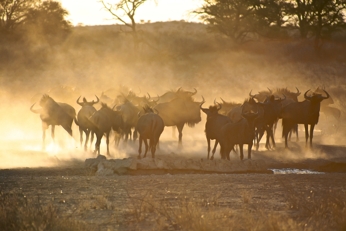 3 Day Serengeti Safari from Zanzibar
