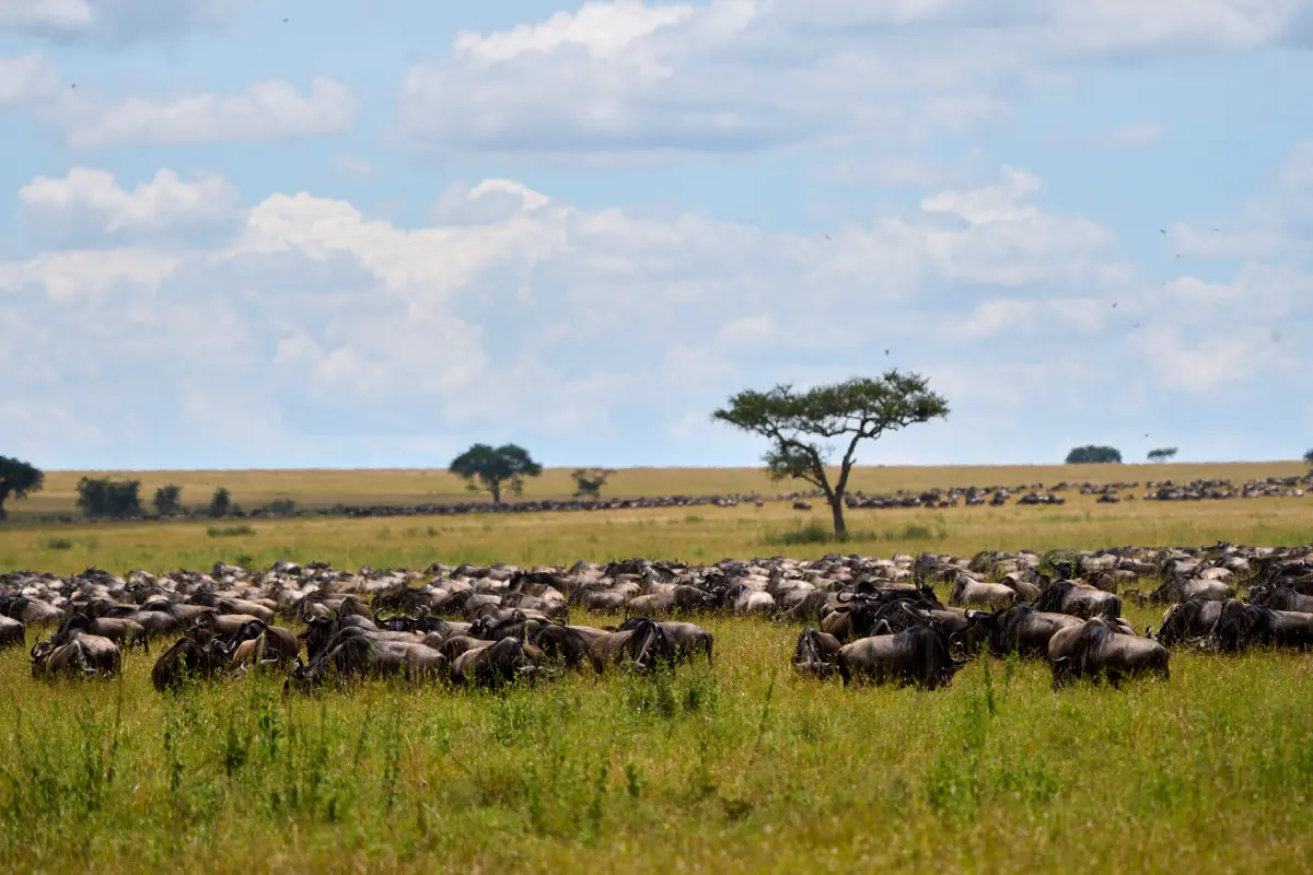 4-Day Fly-in Fly-Out Serengeti Migration Safari