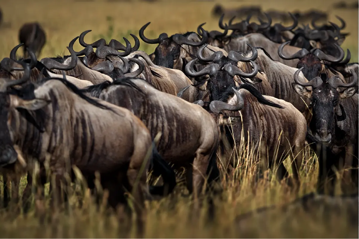Serengeti Migration Safari