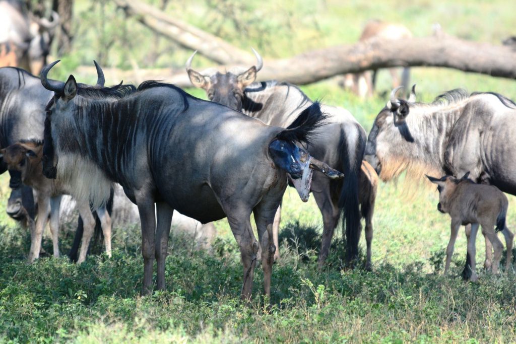Wildebeest cow delivering a calf while standing during the Great Migration calving season