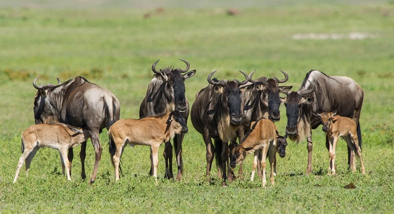wildebeest calves with their mothers