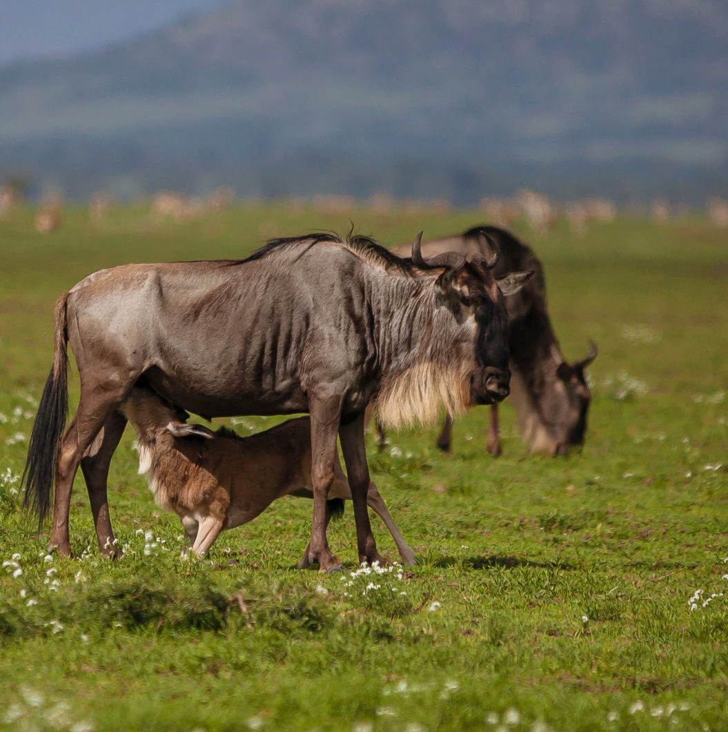 Young wildebeest calf feeding from its mother during calving season in the Serengeti