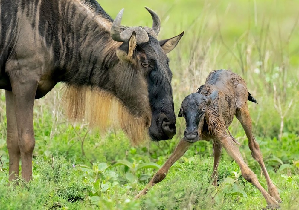 Newborn wildebeest calf struggling to stand moments after birth