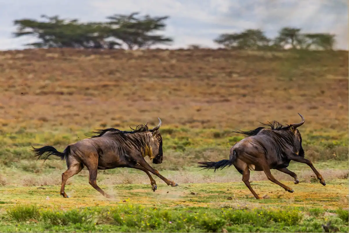 Great Wildebeest Migration