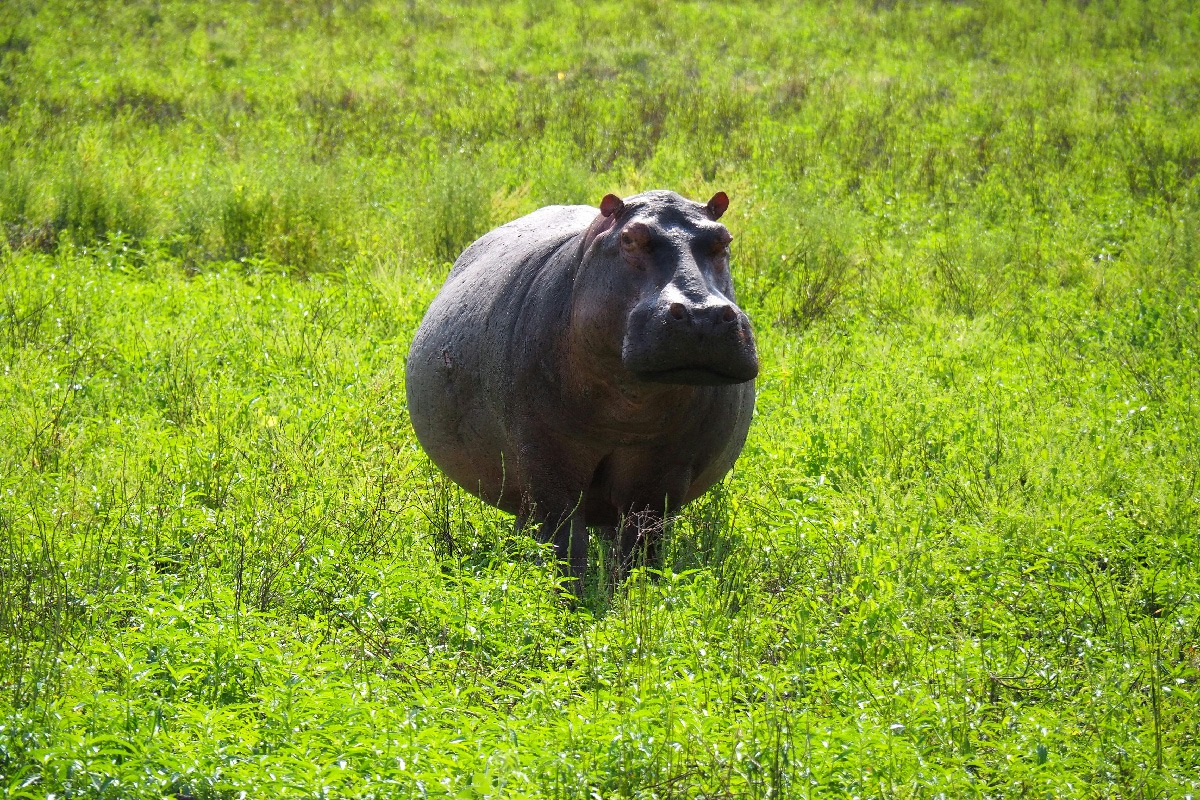 Zanzibar Safari Escape