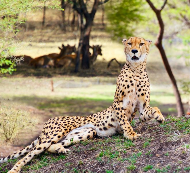 Cheetah